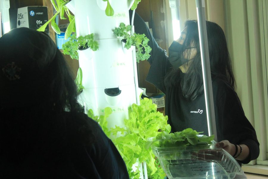 Students tend to one of the tower gardens in room 136.